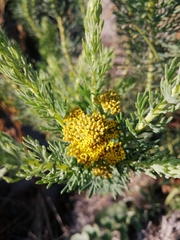 Athanasiinae