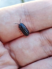 Armadillidium traiani