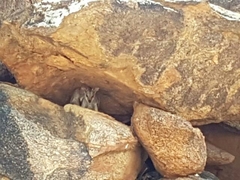 Petrogale lateralis