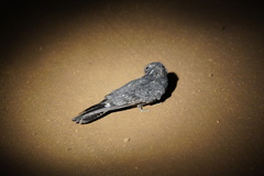 Caprimulgus tristigma