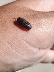 Armadillidium traiani