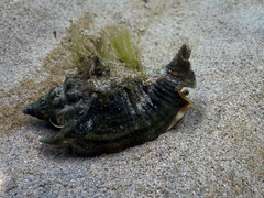 Euprotomus aurisdianae