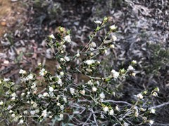 Spyridium eriocephalum