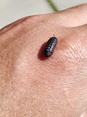 Armadillidium traiani