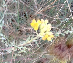 Helichrysum arenarium