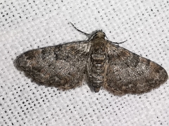 Eupithecia laquaearia