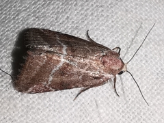 Phyllophila obliterata