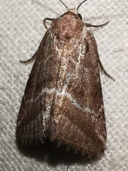 Phyllophila obliterata