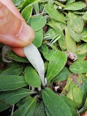 Pilosella officinarum