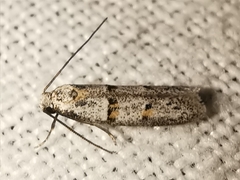 Symmocoides oxybiella