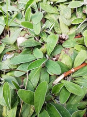 Pilosella officinarum