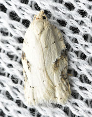 Acleris logiana