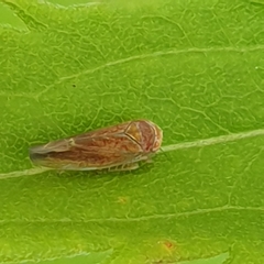Idiodonus cruentatus