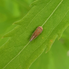 Idiodonus cruentatus