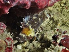 Centrogenys vaigiensis