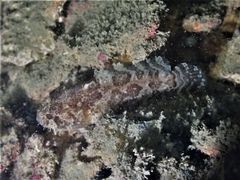 Batrachomoeus trispinosus