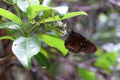 Euploea midamus