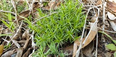 Scleranthus pungens
