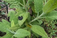 Euphydryas chalcedona