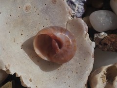 Natica pseustes