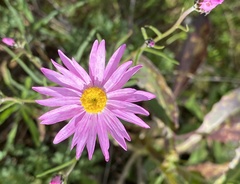 Rhodanthe