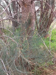 Allocasuarina fraseriana