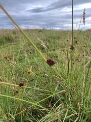 Juncus conglomeratus