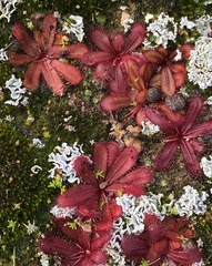 Drosera bulbosa