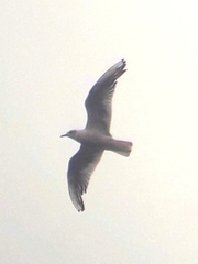 Chroicocephalus ridibundus