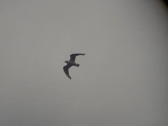 Chroicocephalus ridibundus