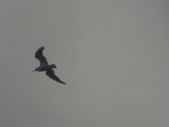 Chroicocephalus ridibundus