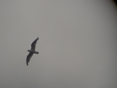 Chroicocephalus ridibundus