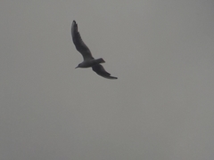 Chroicocephalus ridibundus