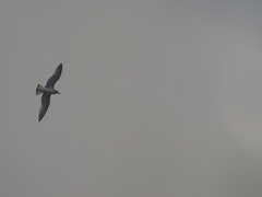 Chroicocephalus ridibundus