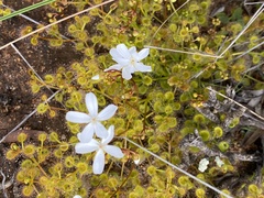 Drosera rupicola