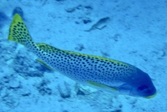 Plectorhinchus gaterinus