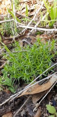 Scleranthus pungens