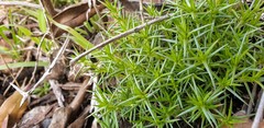 Scleranthus pungens