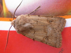 Agrotis cinerea