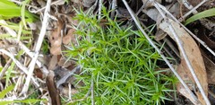 Scleranthus pungens