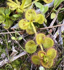 Drosera rupicola