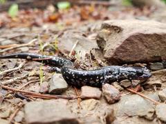 Plethodon sequoyah