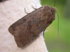 Agrotis cinerea