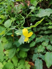 Chelidonium majus
