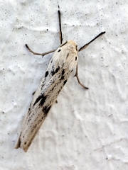Coscinia cribraria