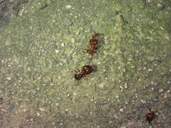 Pheidole obtusospinosa