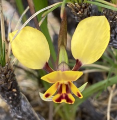 Diuris suffusa