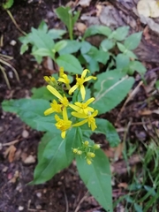 Senecio nemorensis