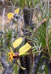 Diuris suffusa