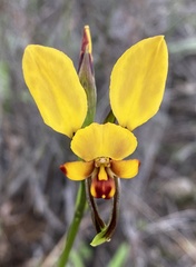 Diuris hazeliae